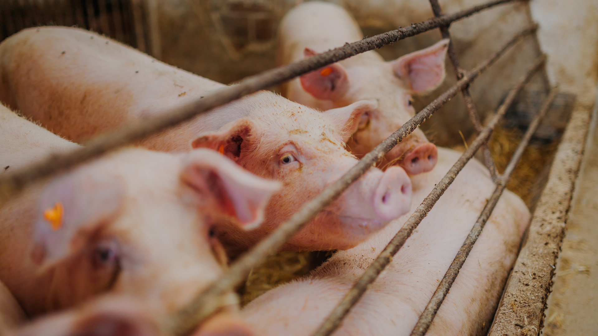 Imágenes página web