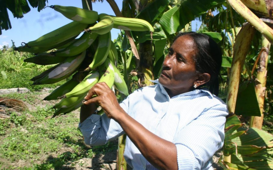 Mujeres rurales: motor silencioso del agro colombiano