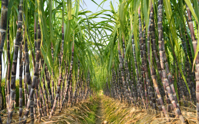 Colombia consolida su liderazgo en la agroindustria de la caña