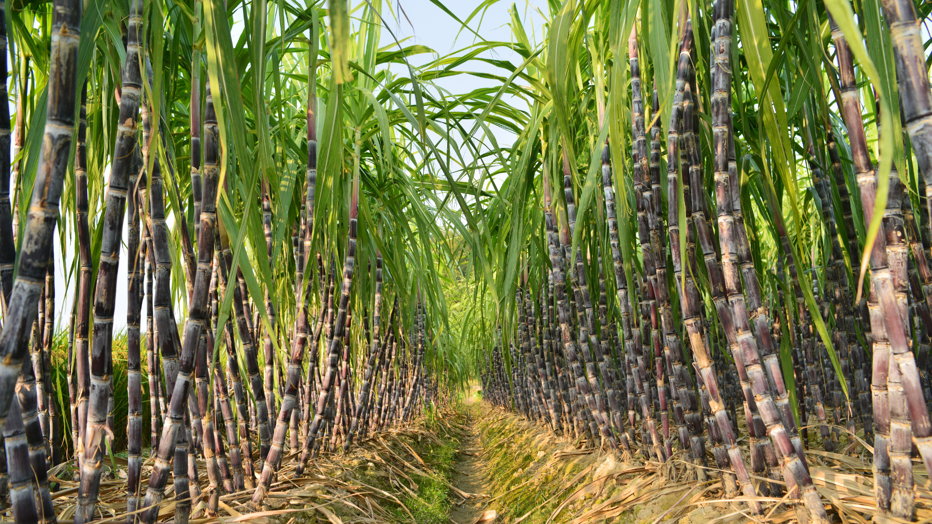 Imágenes página web (1)