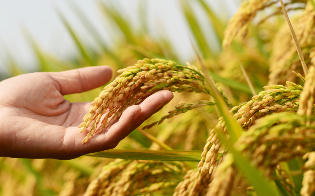 Nueva variedad de arroz colombiano combate la maleza y mejora la producción