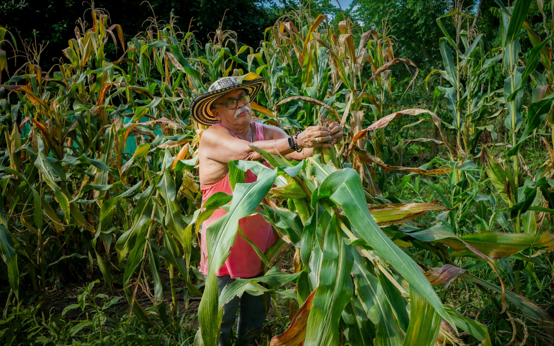 Colombia exportó más de 53 millones de kilos de granos en 2025