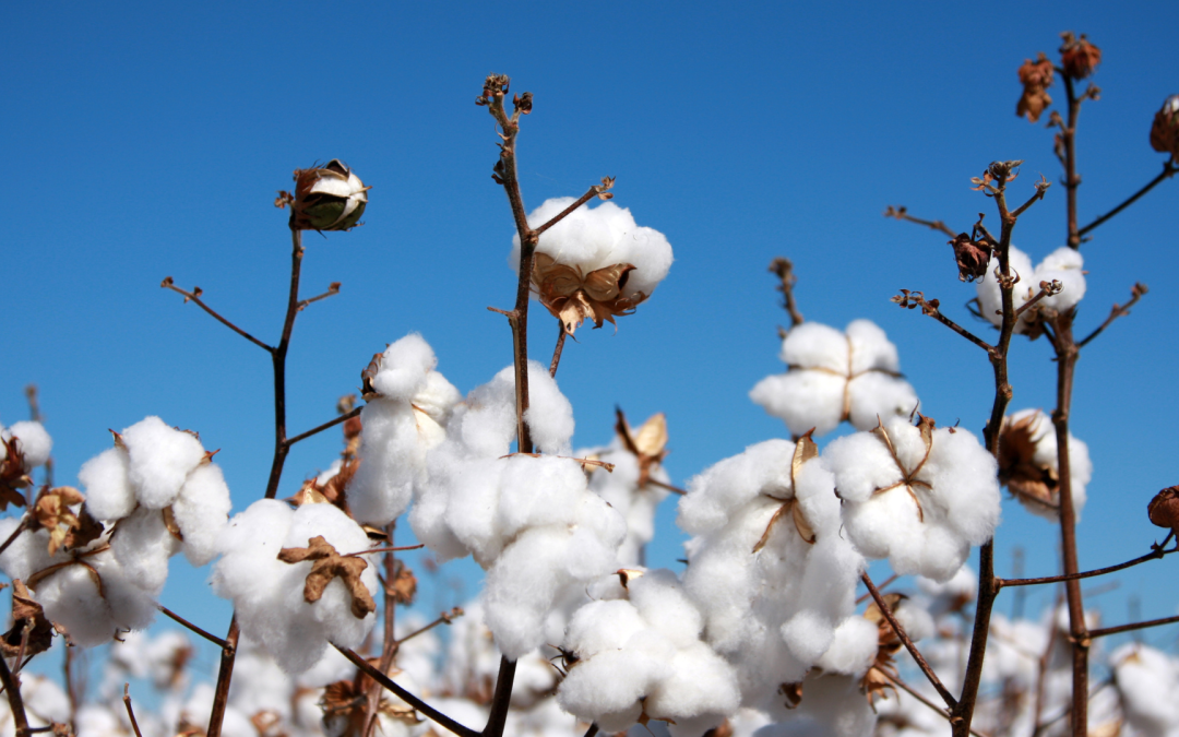 Conalgodón advierte que nuevo decreto pondría en riesgo la producción algodonera en Colombia