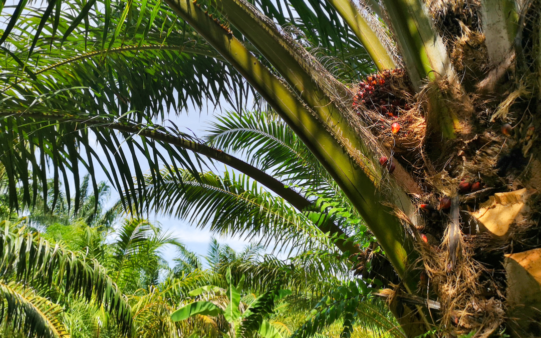 Enfermedades que amenazan la palma de aceite en Colombia
