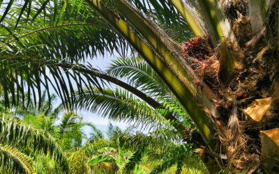 Enfermedades que amenazan la palma de aceite en Colombia