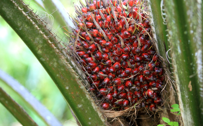 CPOPC propone la integración de Colombia a la alianza global de países palmeros