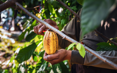 Precio del cacao cae 50% y preocupa a productores del Huila