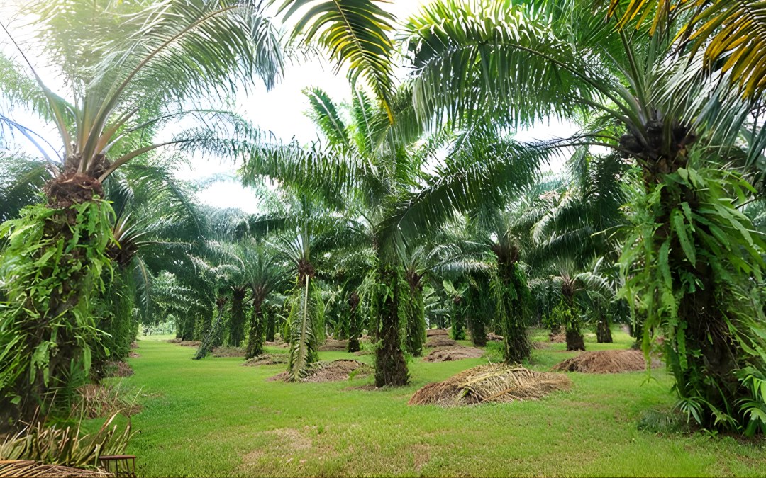 Suben los precios del aceite de palma en Malasia, según reporte de Fedepalma