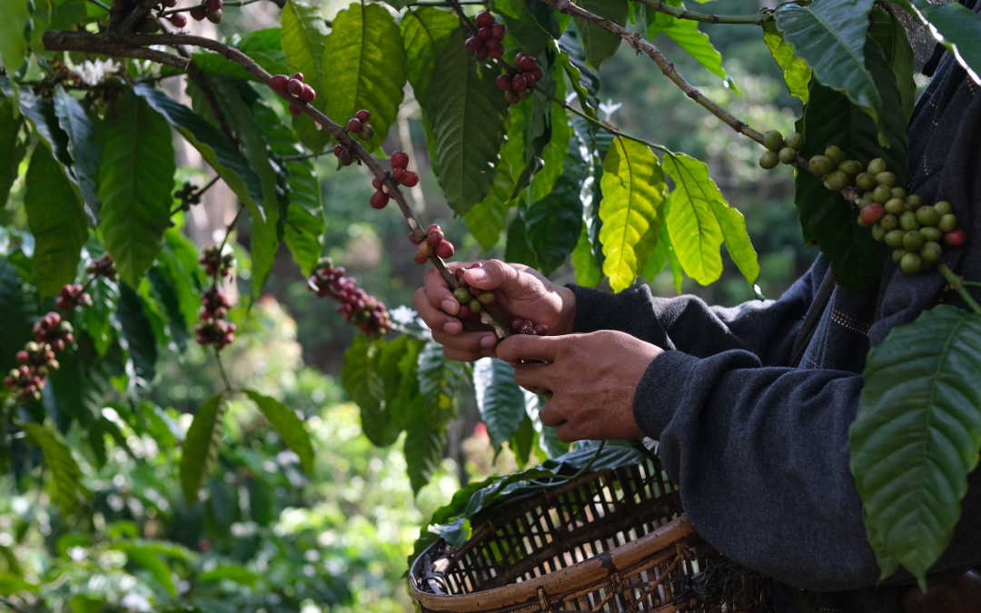 Consumo interno de café en Colombia crece y fortalece a la industria nacional