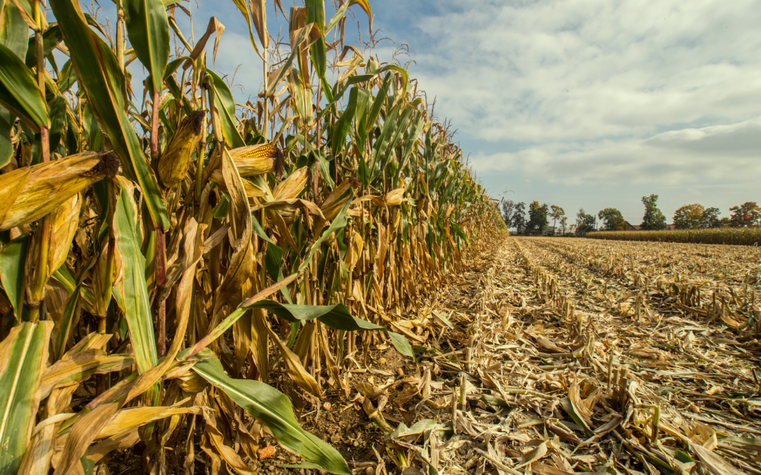 Satélites permiten detectar estrés del maíz en tiempo real