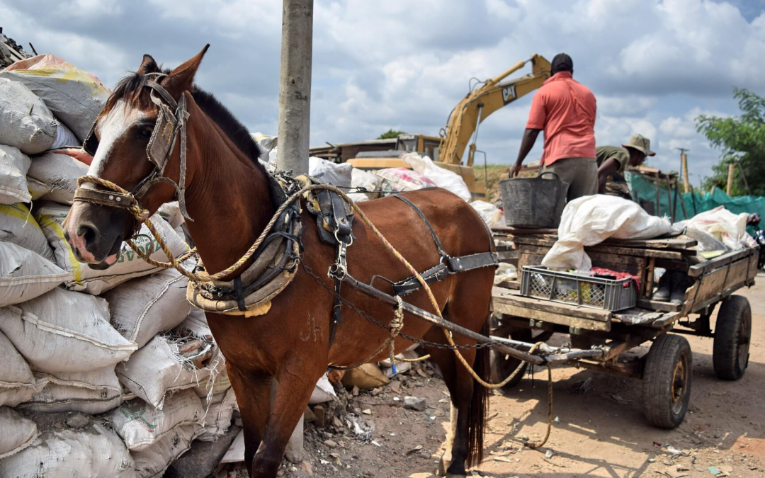 País avanza en el registro de vehículos de tracción animal con apoyo territorial
