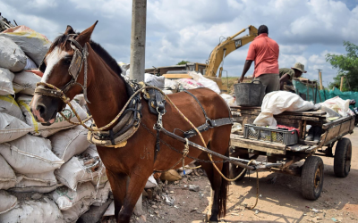 País avanza en el registro de vehículos de tracción animal con apoyo territorial