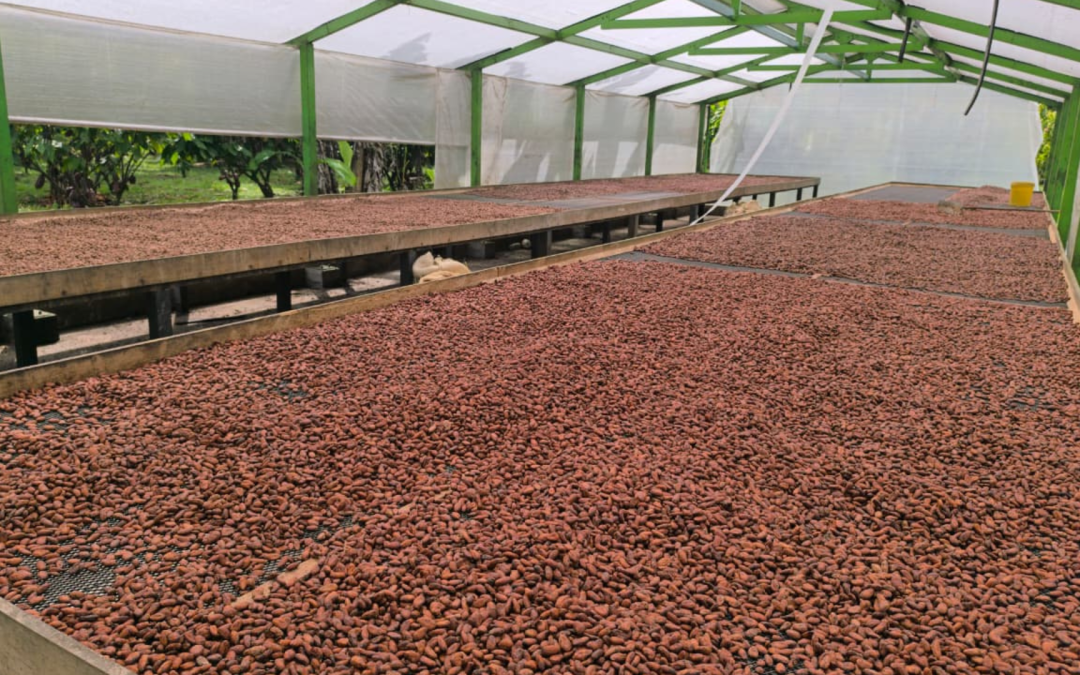 Productores de cacao de Acacías fortalecen su expansión internacional