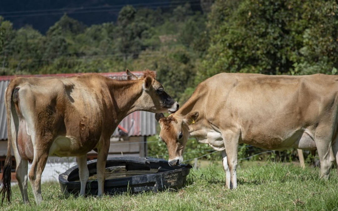 Reunión charla «Ganaderia productiva eficiente»