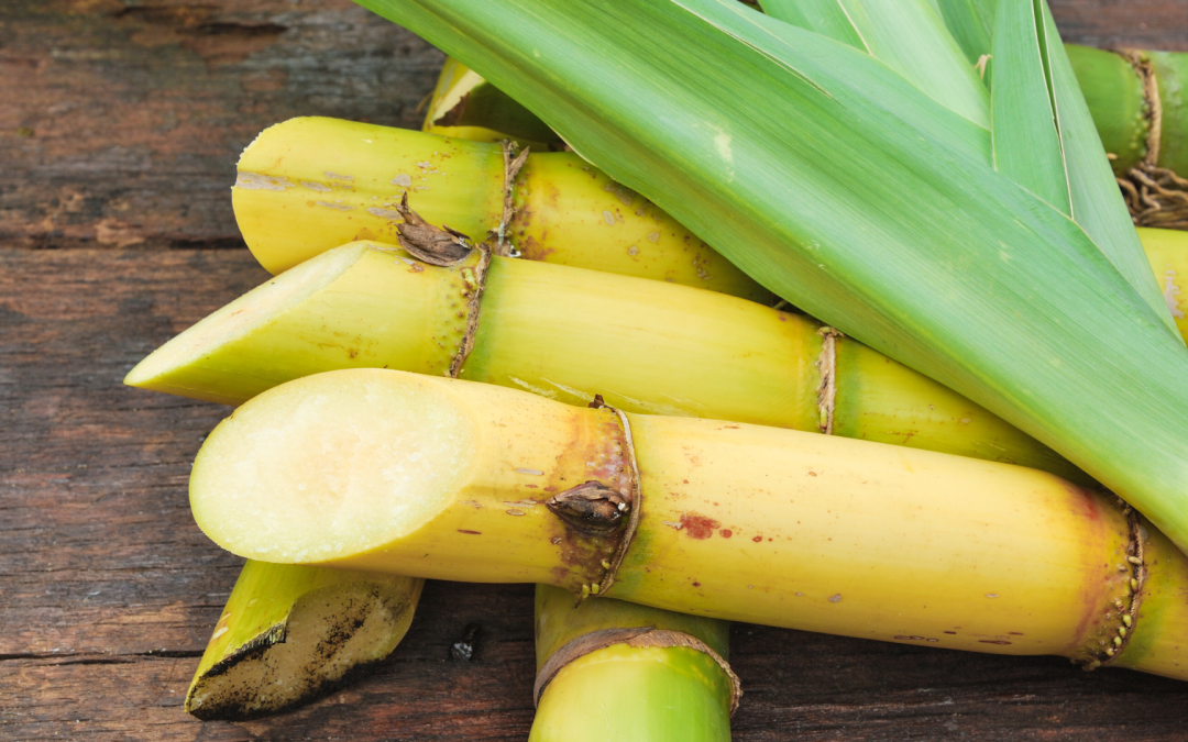 Alza del azúcar ante posible desvío de caña brasileña hacia etanol