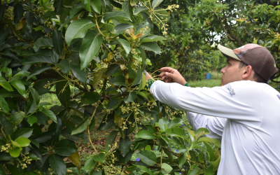 Gobierno radica proyecto para regular contrato y jornal agropecuario
