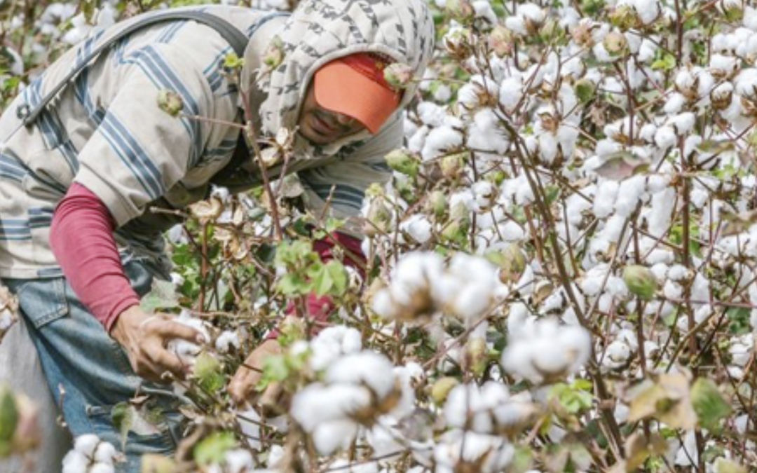 Colombia y Perú fortalecen el sector algodonero con gira en Egipto