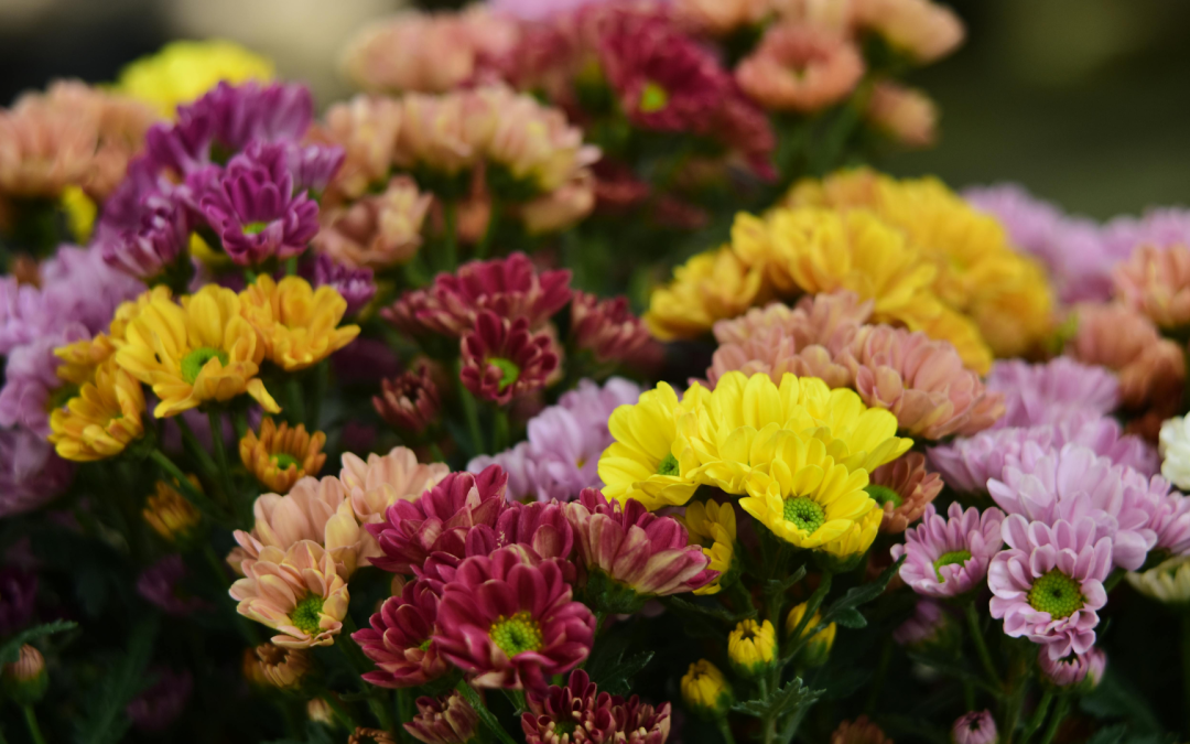 Aranceles y tipo de cambio marcan el año para la floricultura