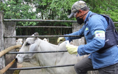 Avanza vacunación 2025 contra aftosa, brucelosis y rabia en Colombia