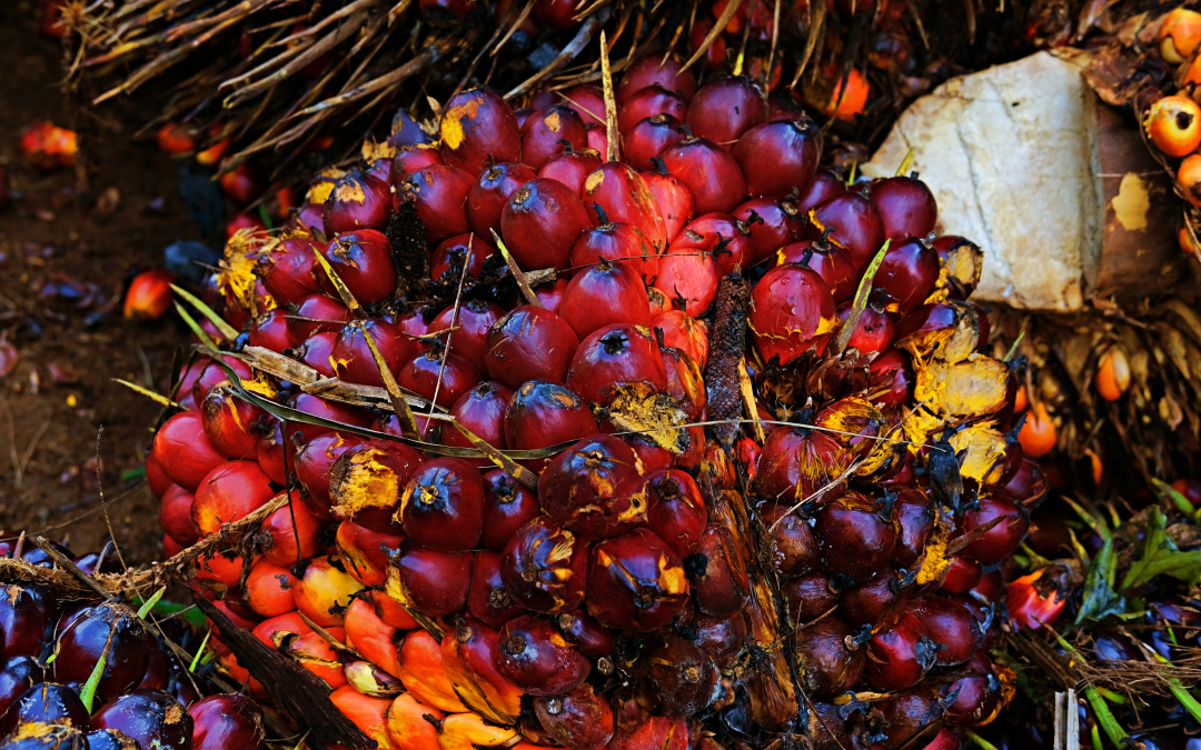 Aceite de palma mantiene tendencia alcista en mercados asiáticos