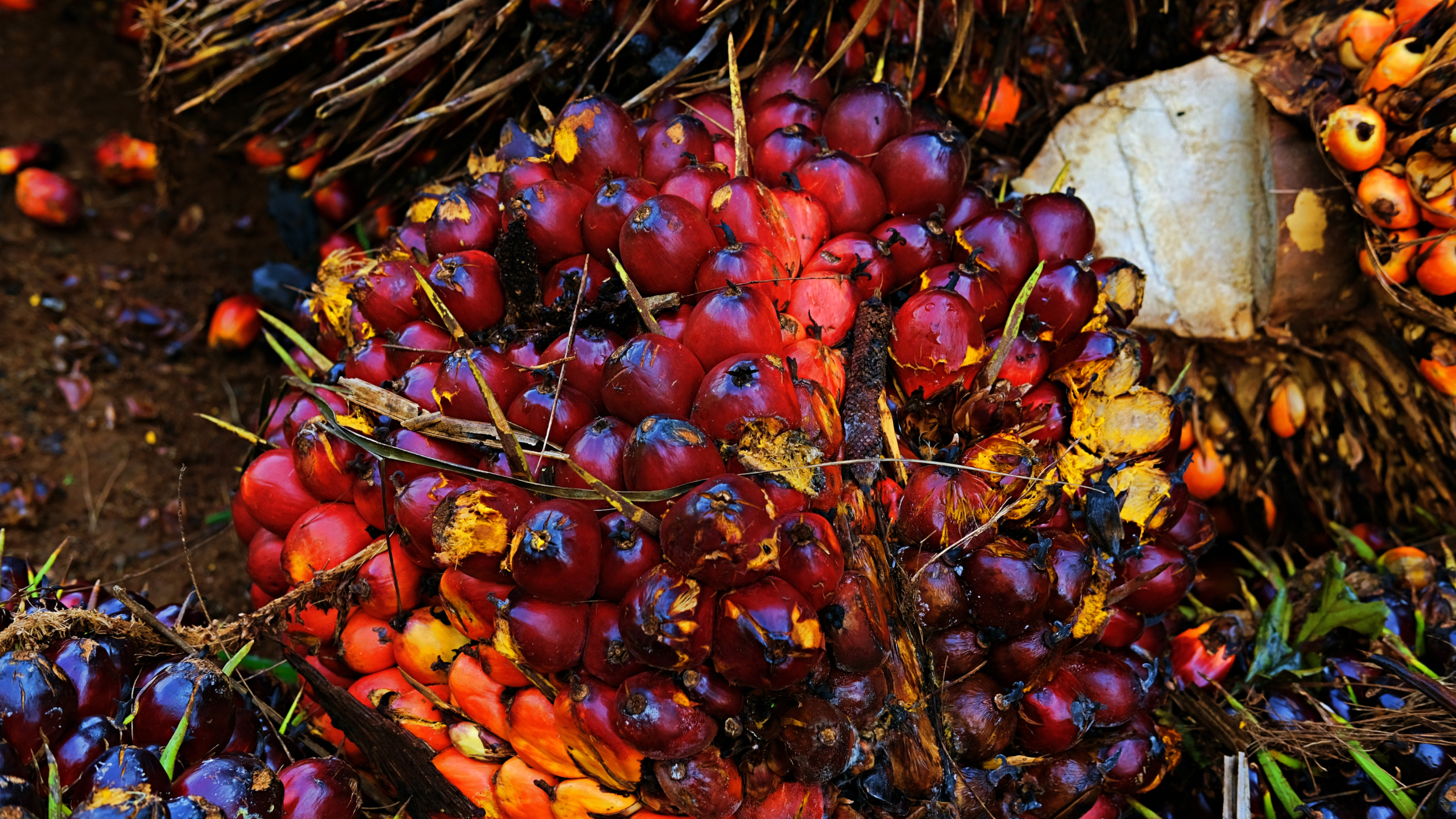 Imágenes página web (35)