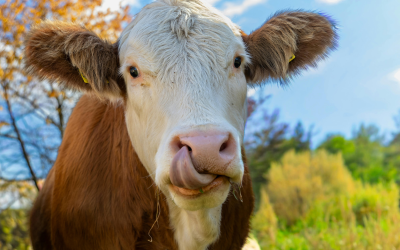 Nueva app de SINIGAN V6 facilita control y movilización bovina