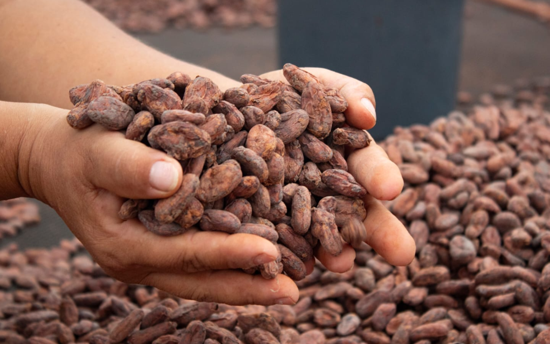 Cacaoteros del Meta exportan barras premium elaboradas con cacao local