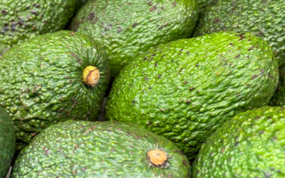 Colombia obtiene acceso sanitario del aguacate Hass a Uruguay