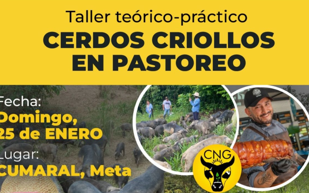Cumaral será sede del taller “Cerdos criollos en pastoreo”