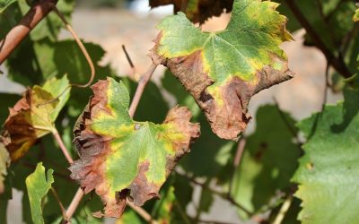 ICA advierte sobre riesgos de la bacteria Xylella fastidiosa para cultivos en Colombia