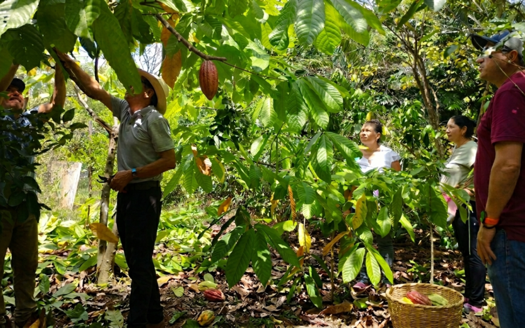 Cacao en Puerto López Meta impulsa la economía de mujeres rurales