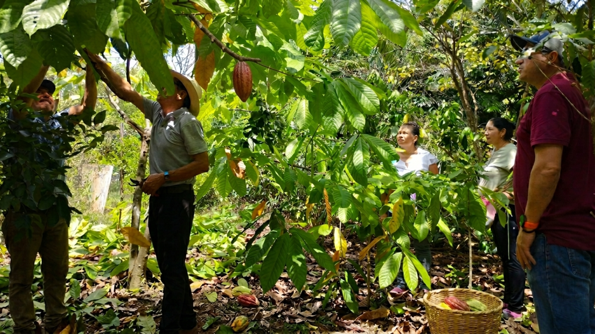 “cacao en Puerto López Meta cultivo