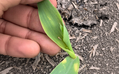 Achaparramiento del maíz amenaza la producción en Colombia 