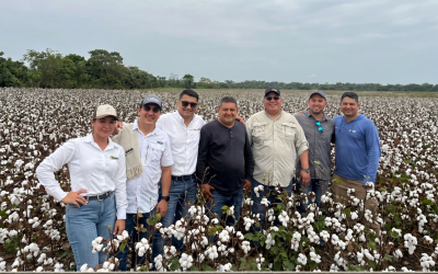 Algodón de los Llanos “una nueva apuesta agrícola”