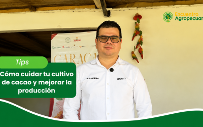¿Cómo mejorar la productividad del cacao? 