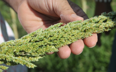 Cultivo de sorgo gana fuerza en Colombia por su resistencia a sequías