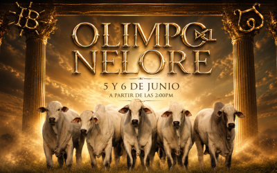 Llega al Llano una exclusiva subasta Nelore