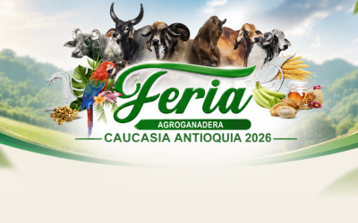 Los mejores ejemplares de la raza Brahman llegarán a Antioquia