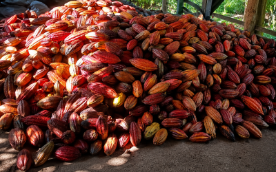 Arranca la competencia que premiará al mejor cacao colombiano